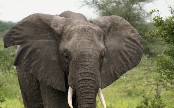 Customs and Border Protection trained Belgian Malinois are delivered to Tanzania