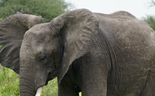 Customs and Border Protection trained Belgian Malinois are delivered to Tanzania