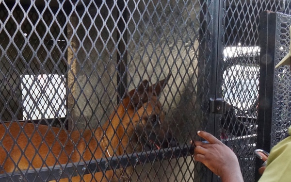 Customs and Border Protection trained Belgian Malinois are delivered to Tanzania