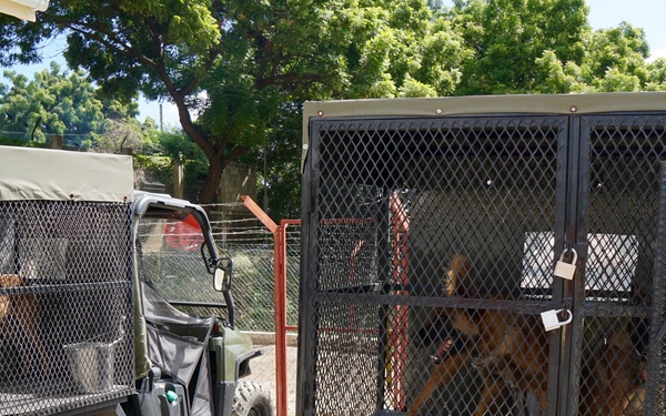 Customs and Border Protection trained Belgian Malinois are delivered to Tanzania