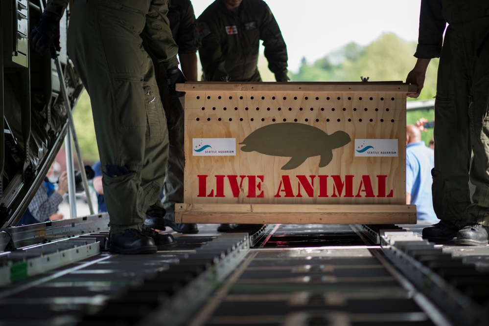 An Air Station Sacramento aircrew loads 1 of 2 rescued sea turtles on to a HC-130 aircraft