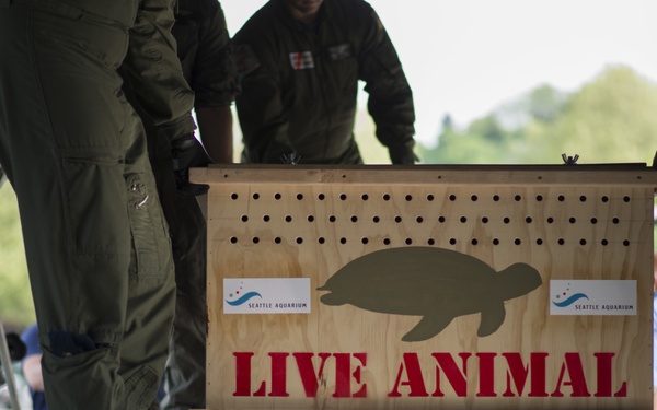 Several individuals in olive/military-style flight suits are loading or unloading a wooden animal transport crate onto what appears to be a military cargo aircraft. The crate is labeled 'LIVE ANIMAL' in large red letters and bears the Seattle Aquarium logo along with a silhouette of a sea turtle. The scene suggests an animal transport operation, likely involving a sea turtle being moved in coordination with the Seattle Aquarium.