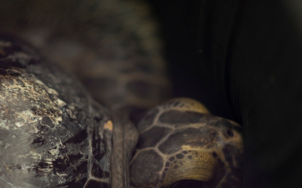A close-up photograph of a sea turtle's head and partial shell taken in low-light conditions. The image captures fine details of the turtle's scaly skin, distinctive eye with a golden iris, and the textured, worn surface of its shell. The shallow depth of field creates a dark, moody background that emphasizes the turtle's facial features.