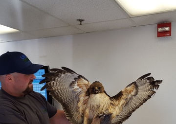Clear skies for Los Alamitos Army Airfield: Bird-avoidance program ups safety for all aircraft