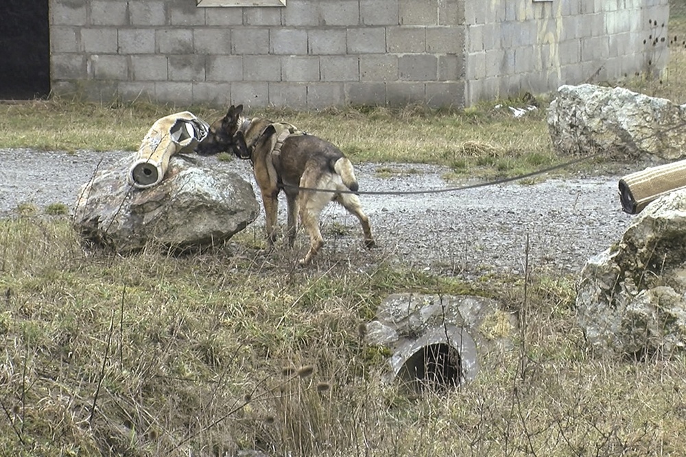131st Military Working Dog Detachment K9 Training