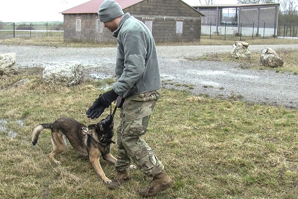 131st Military Working Dog Detachment K9 Training