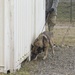 131st Military Working Dog Detachment K9 Training