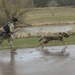 131st Military Working Dog Detachment K9 Training