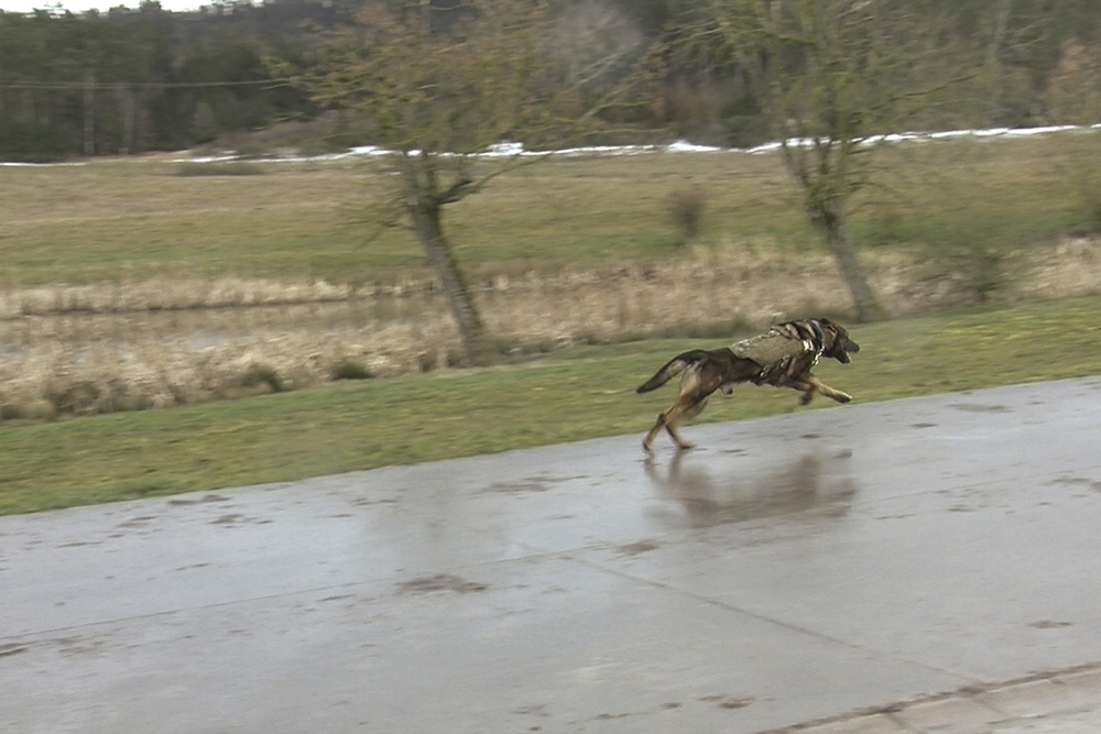 131st Military Working Dog Detachment K9 Training