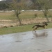 131st Military Working Dog Detachment K9 Training