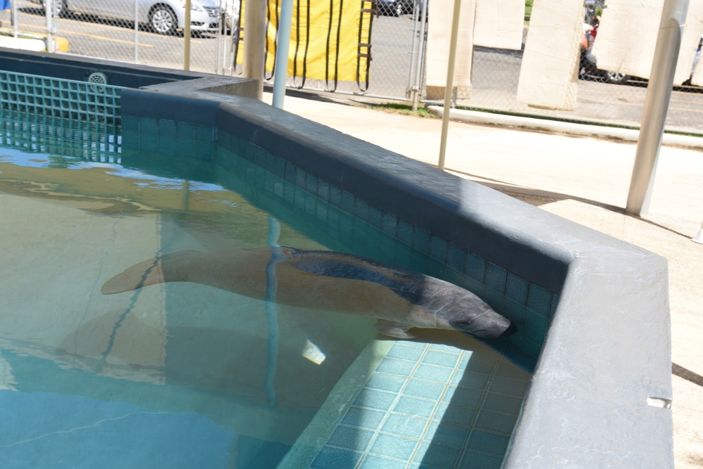 Puerto Rico Air National Guard visits the Puerto Rico Manatee Conservation Center