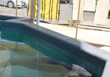 Puerto Rico Air National Guard visits the Puerto Rico Manatee Conservation Center