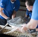 Members of Sea World San Diego unload load two rescued sea turtles