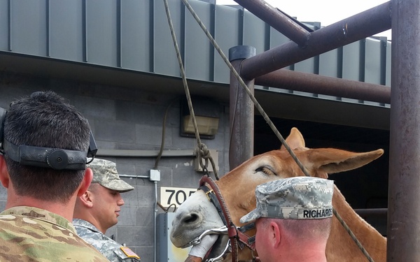 California based Civil Affairs Command Veterinary Training Conference
