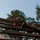 Soldier navigates the Weaver at the Air Assault Obstacle Course Soldier navigates the Weaver at the Air Assault Obstacle Course