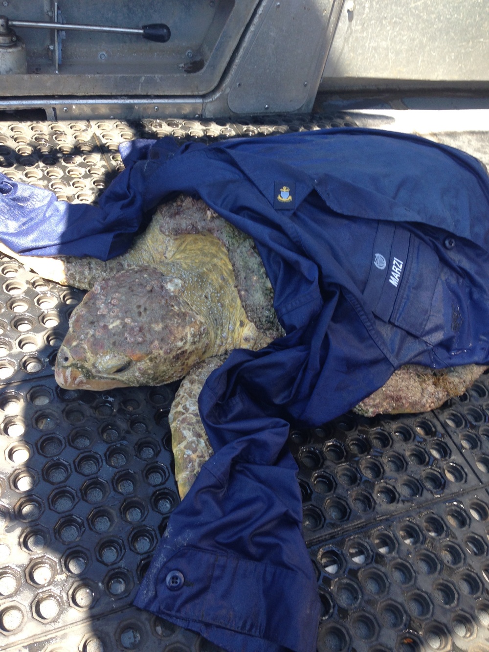 Coast Guard rescues injured sea turtle in Tampa Bay, Fla.