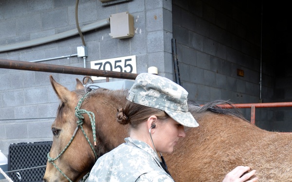 Army Civil Affairs Veterinarians Train at Marine Corps Mountain Warfare Training Center