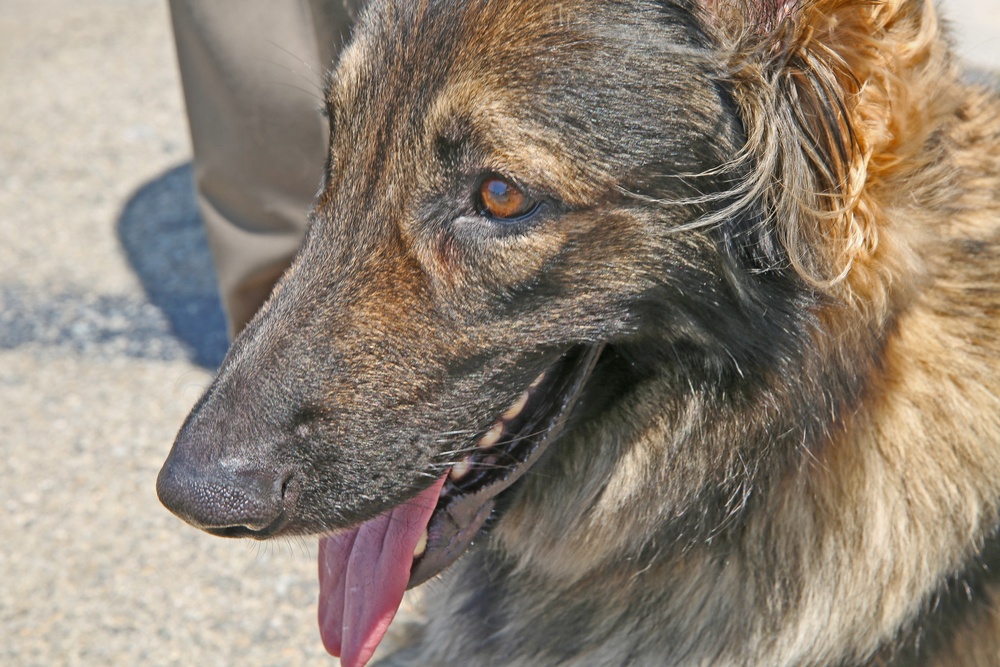 Camp Pendleton Marine's Son Receives Service Dog
