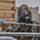 CBRN Demonstration