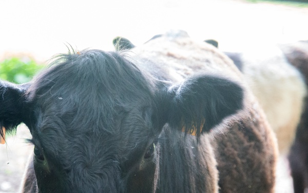 Marche Internationale de Diekirch