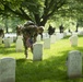 Flags-In at Arlington National Cemetery