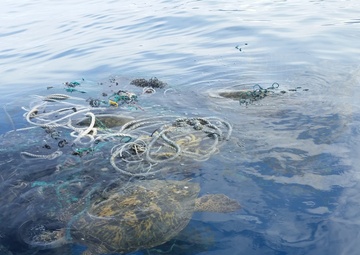 Saving our oceans one turtle at a time