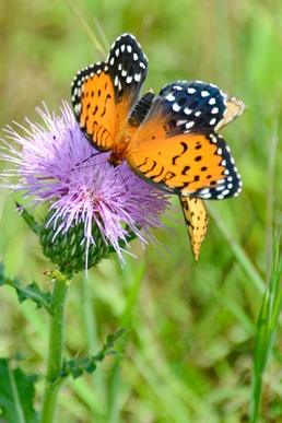 Regal Fritillary Butterfly at Fort Indiantown Gap