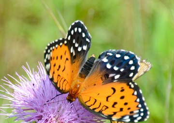 Regal Fritillary Butterfly at Fort Indiantown Gap