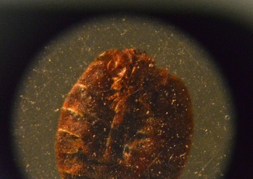 Pest management rids base of nuisances