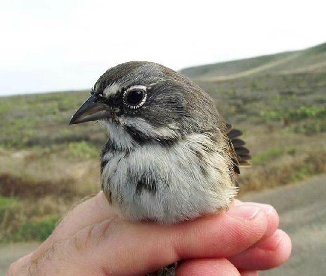 Army uses CESU network to support San Clemente Island Bell's sparrow