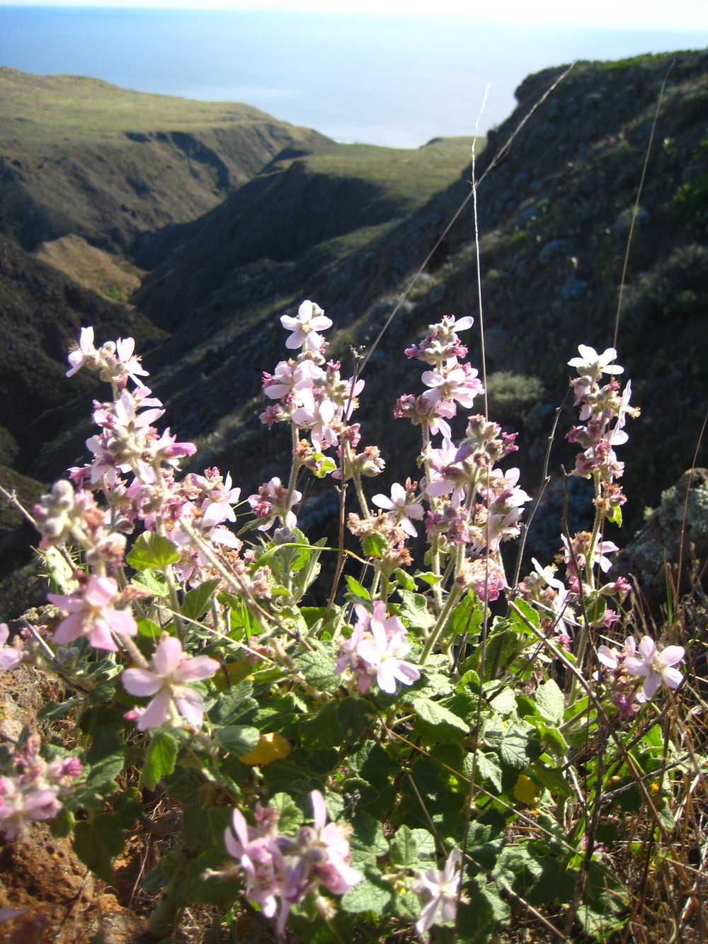 San Clemente Island hosts six plants on the Endangered Species List