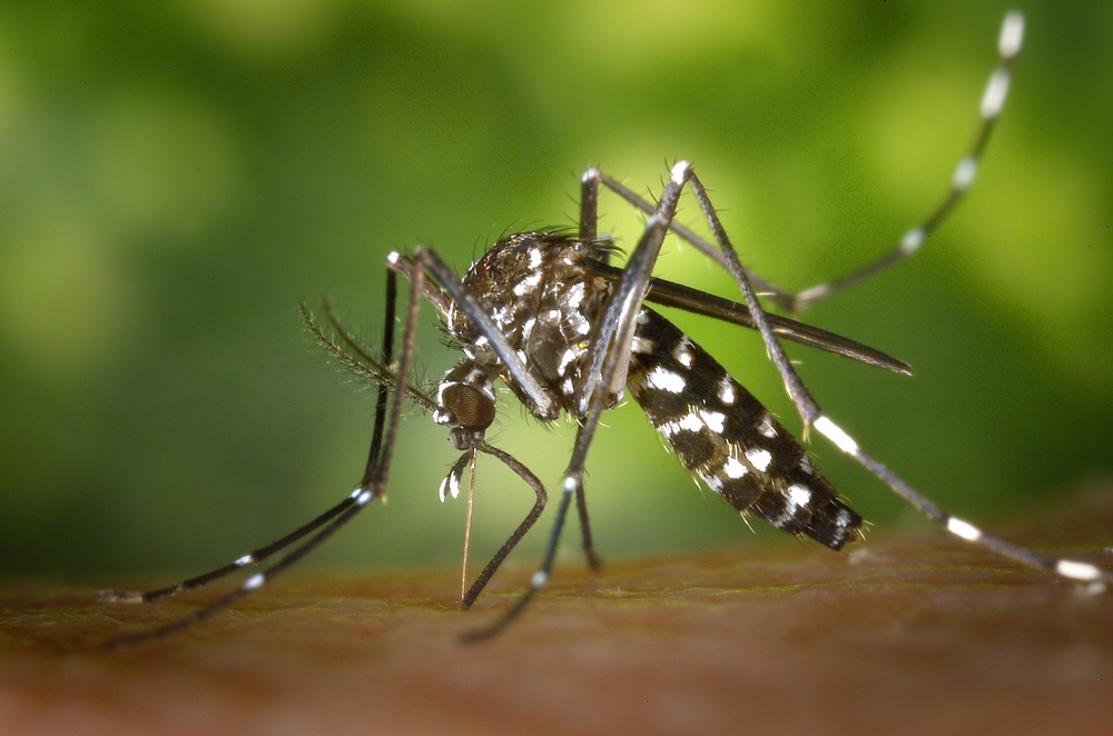 Protect against mosquito-borne diseases