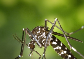 Protect against mosquito-borne diseases