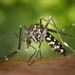 Protect against mosquito-borne diseases