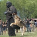 549th Military Working Dog Detachment showcases abilities