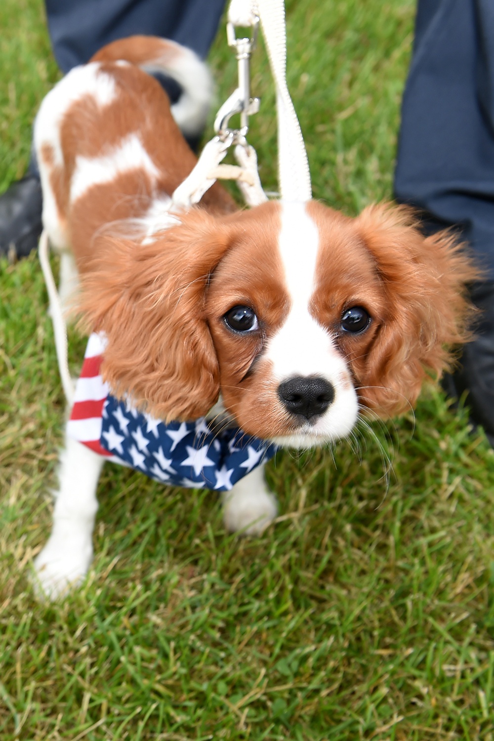 Patriotic Puppy