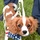Patriotic Puppy