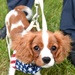 Patriotic Puppy