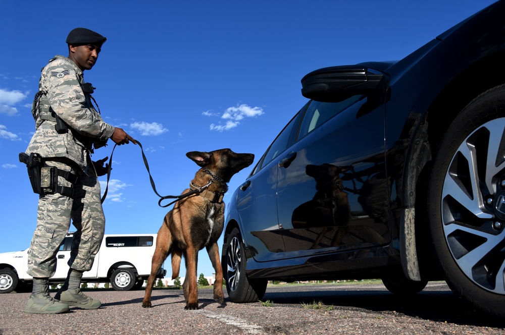 A dog and his handler: a working relationship