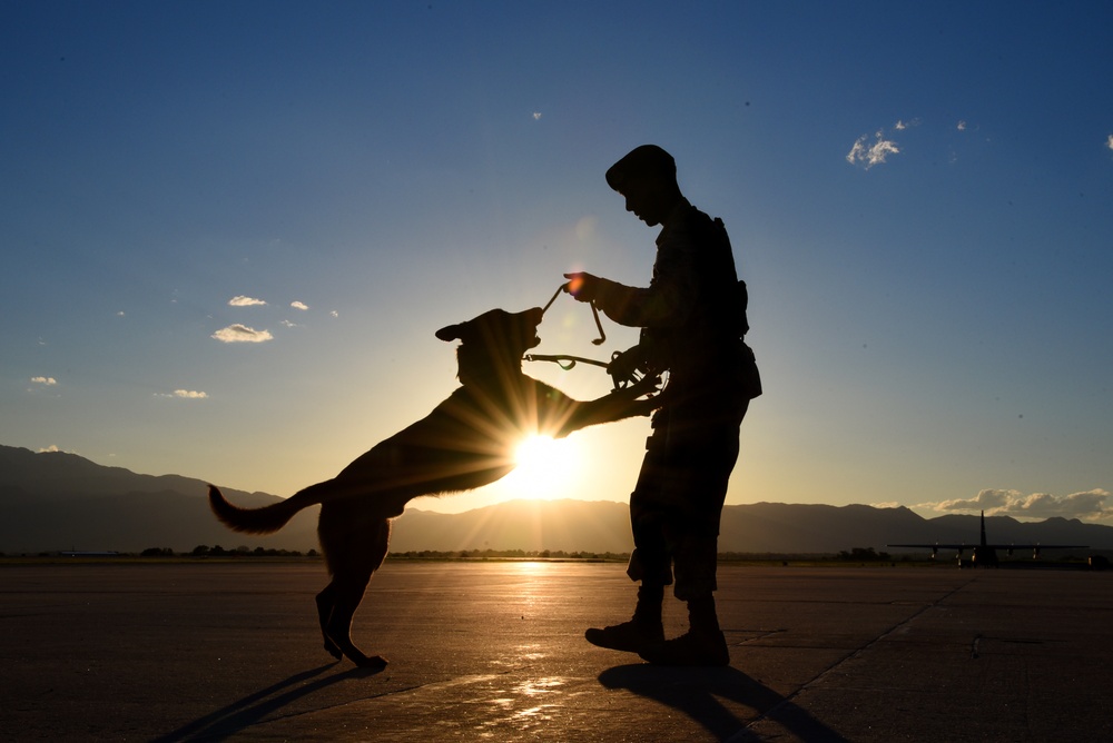 A dog and his handler: a working relationship