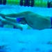 2016 DoD Warrior Games: Swimming