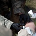 Casualty Evacuation- Golden Coyote