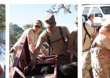 U.S. Reserve Veterinarian Food Inspection Specialists