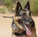 Military working dogs, handlers train