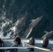 Marines dive with great whites