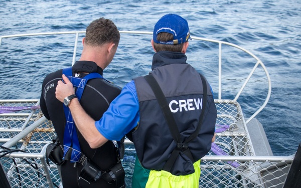 Marines dive with great whites