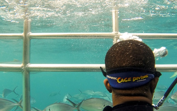 Marines dive with great whites
