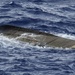 Imagery available: Coast Guard seeking public's help locating owner of aluminum boat found near Princeville, Kauai