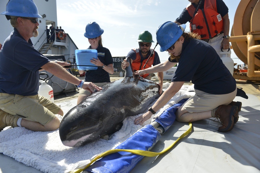 Pygmy killer whale releases