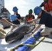 Pygmy killer whale releases